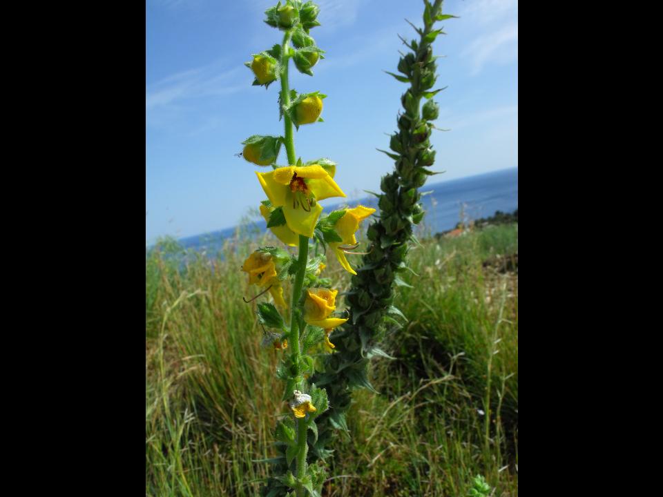 Verbascum creticum / Verbasco del Patriarca
