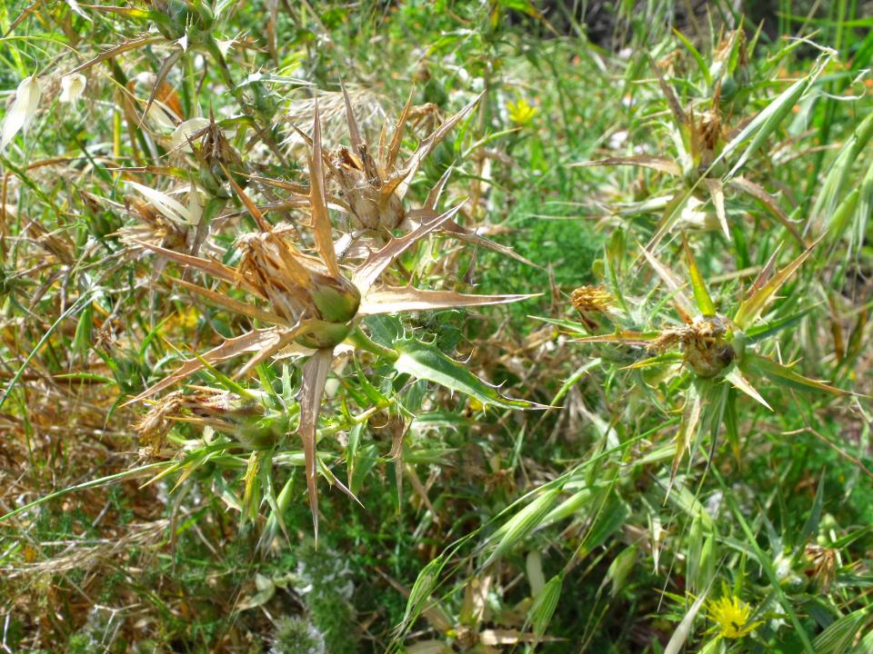 Carthamus lanatus L.
