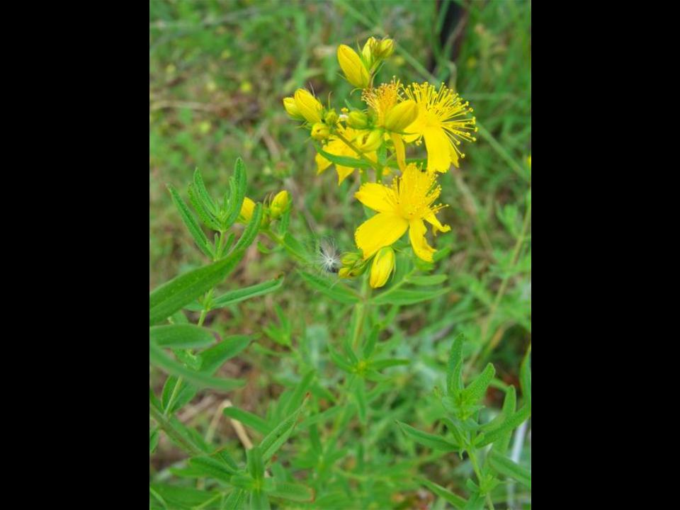 Hypericum perforatum sl.