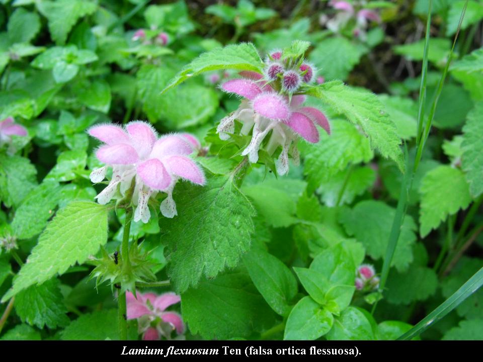 Lamium cfr. album