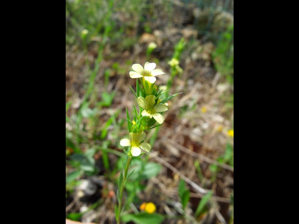 Linum strictum