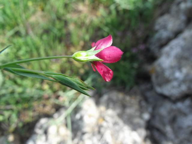 Linum decumbens / Lino rosso