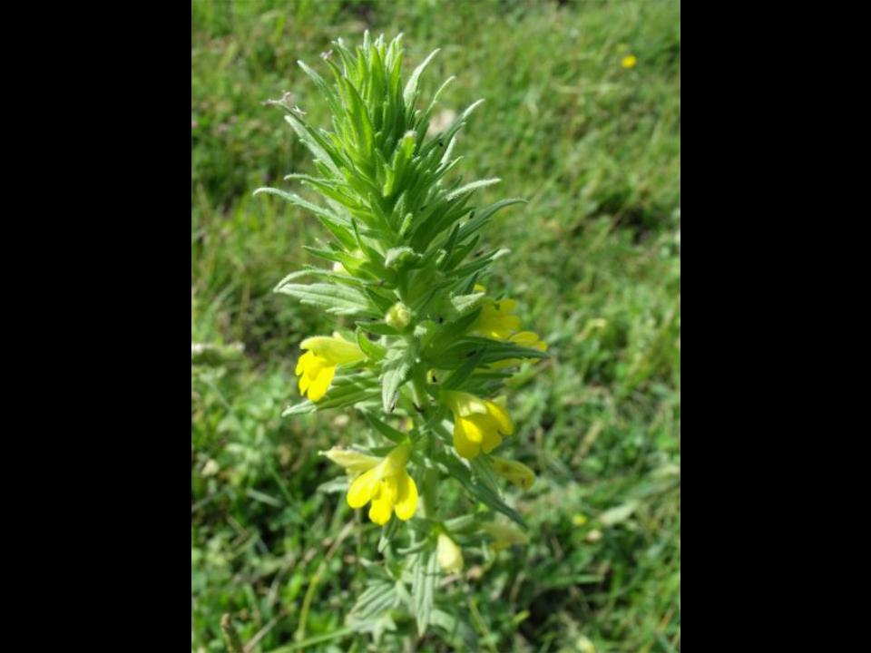Parentucellia viscosa