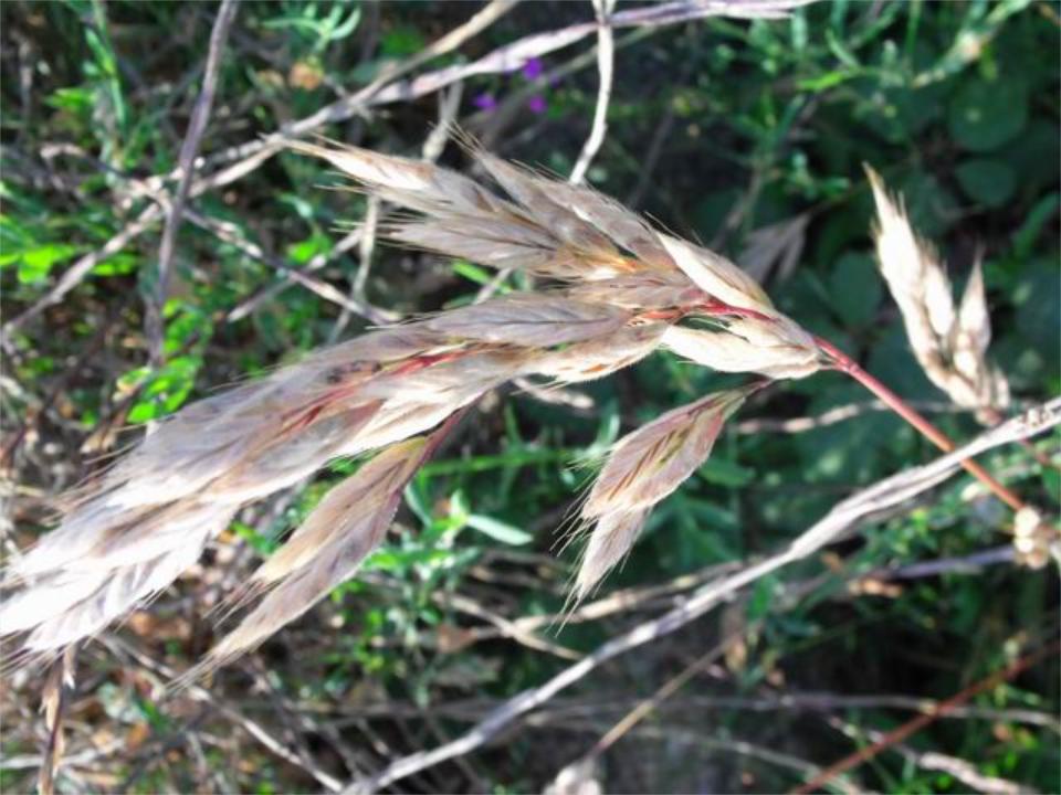 poacea da determinare - Bromus cfr.hordeaceus