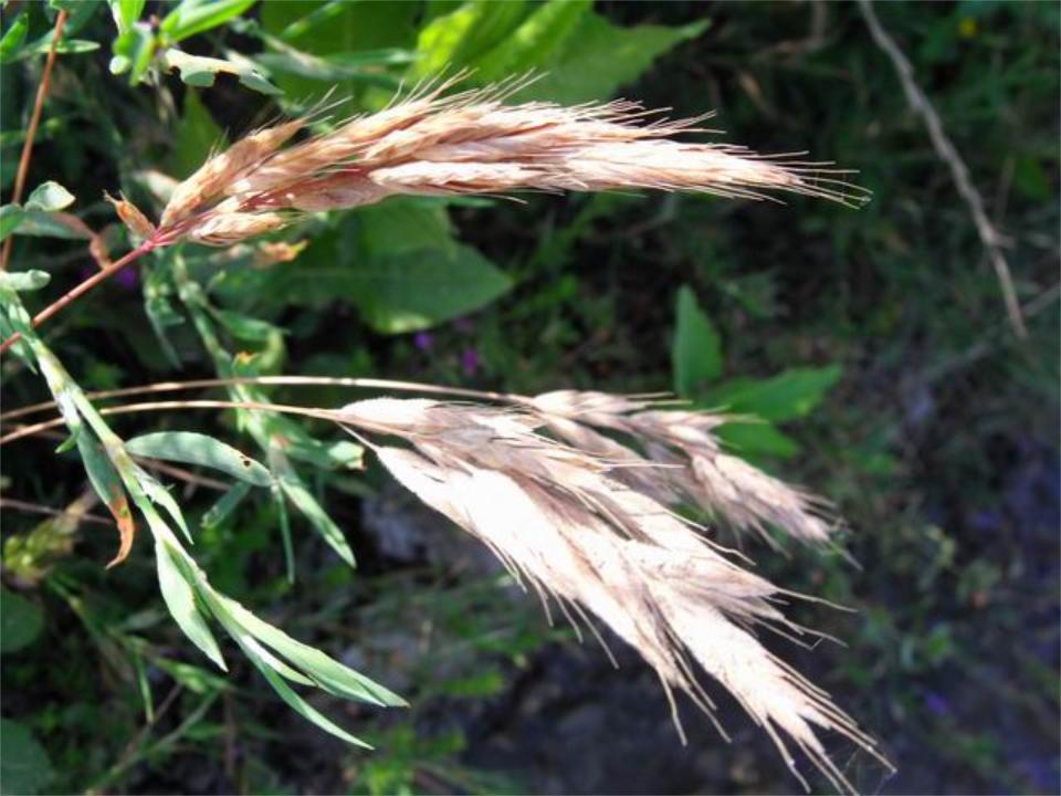 poacea da determinare - Bromus cfr.hordeaceus