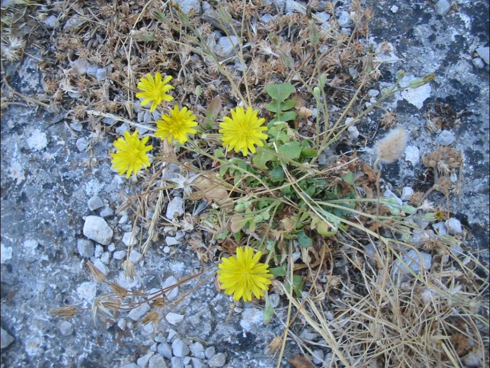 Asteracea da determinare - Crepis cfr. bursifolia