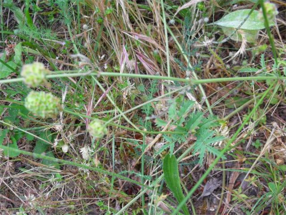 Sanguisorba minor