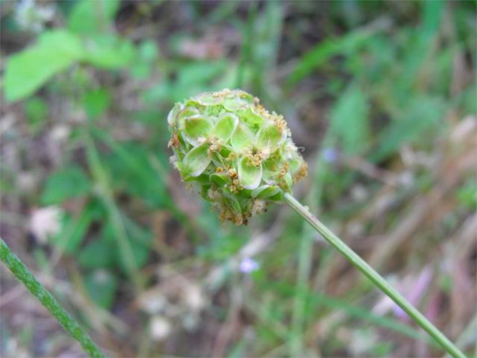 Sanguisorba minor