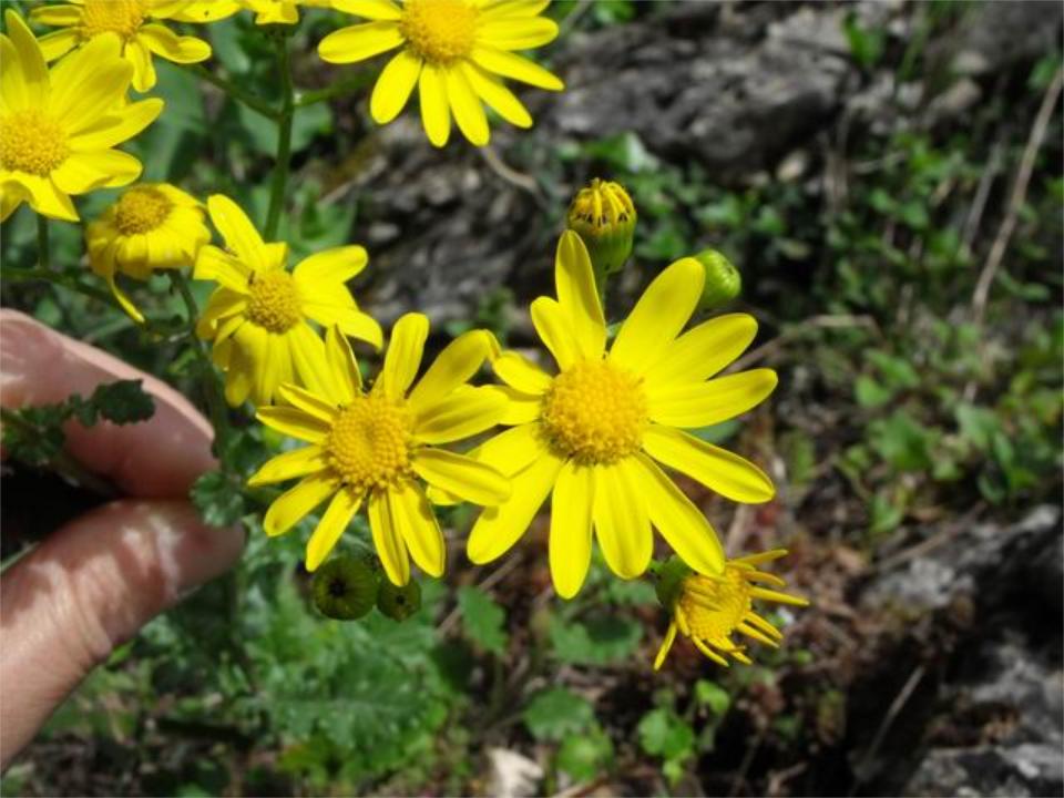 Senecio squalidus e Senecio squalidus subsp. chrysanthemifolius