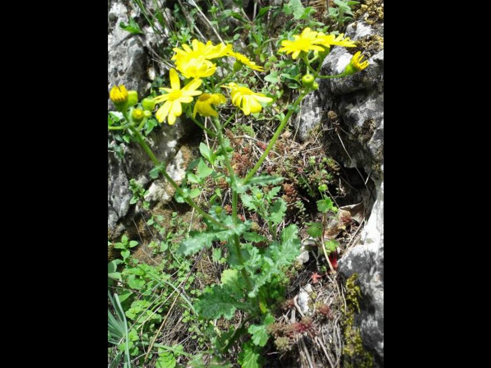 Senecio squalidus e Senecio squalidus subsp. chrysanthemifolius