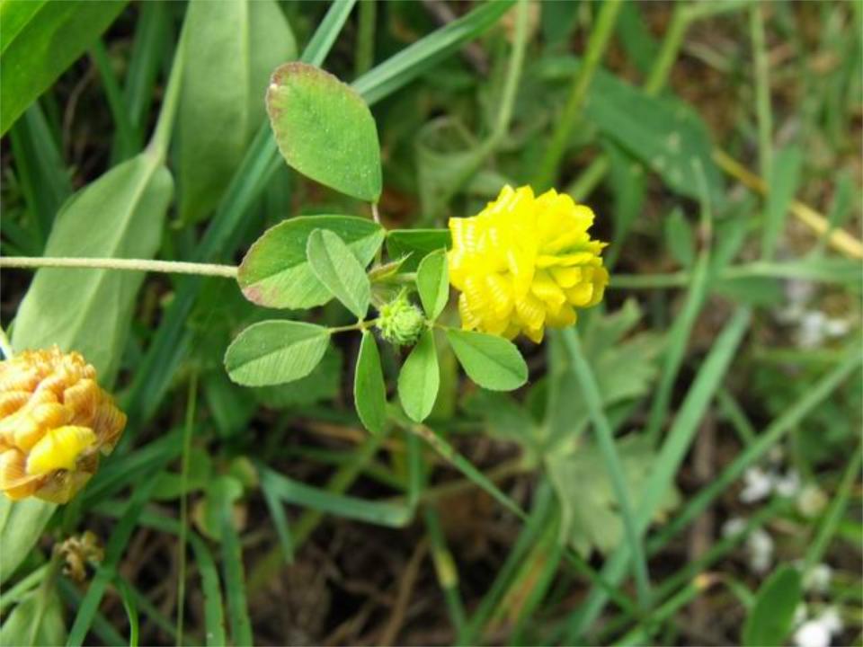 Trifolium campestre