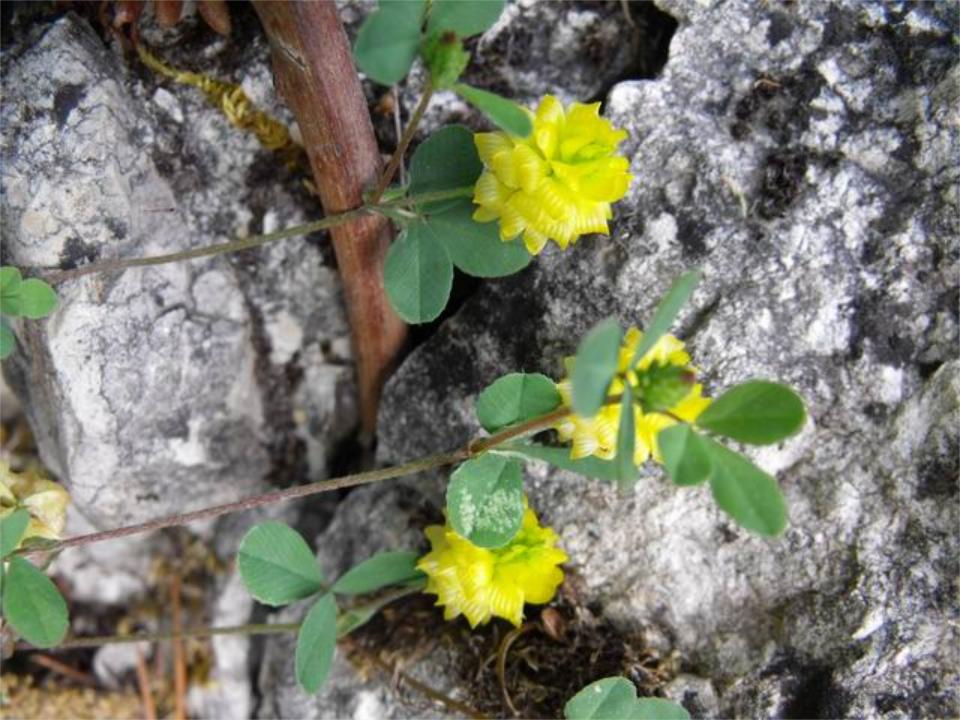 Trifolium campestre