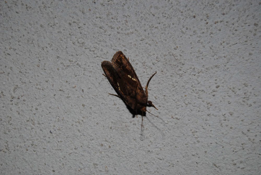 Da identificare - Chrysodeixis chalcites