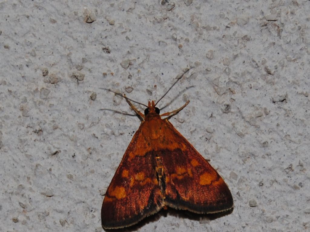 Da determinare - Pyrausta aurata