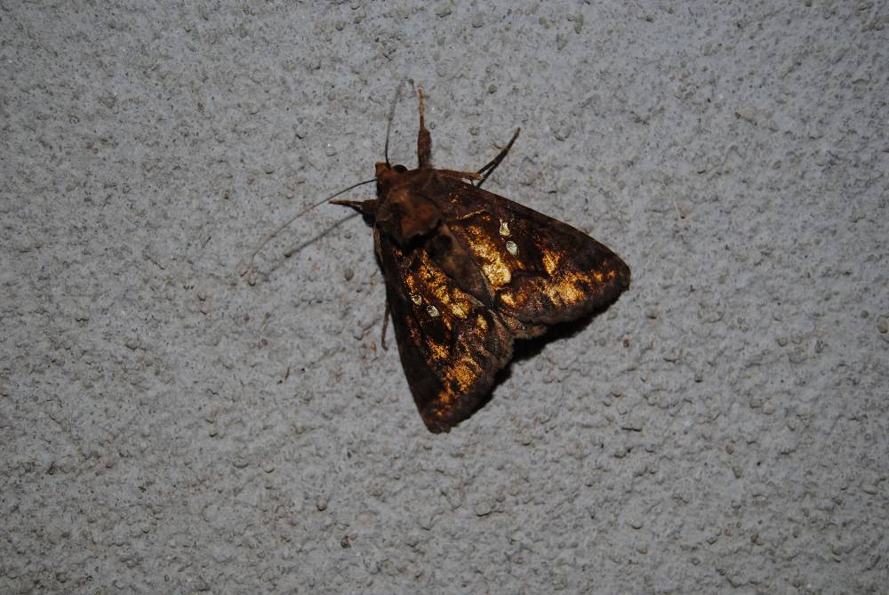 Da identificare - Chrysodeixis chalcites