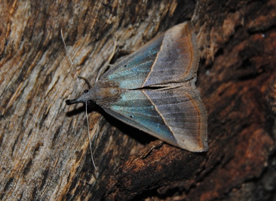 Hypena (Hypena) lividalis  (Erebidae)