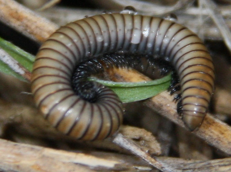 da identificare 1 (Julidae)