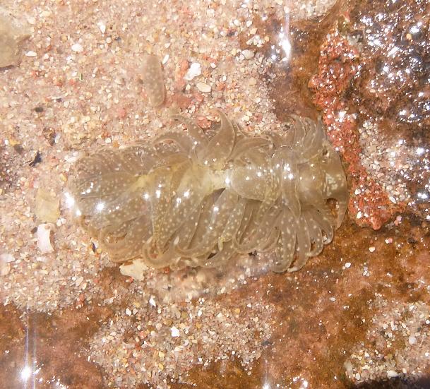 Calma glaucoides? No, Spurilla neapolitana