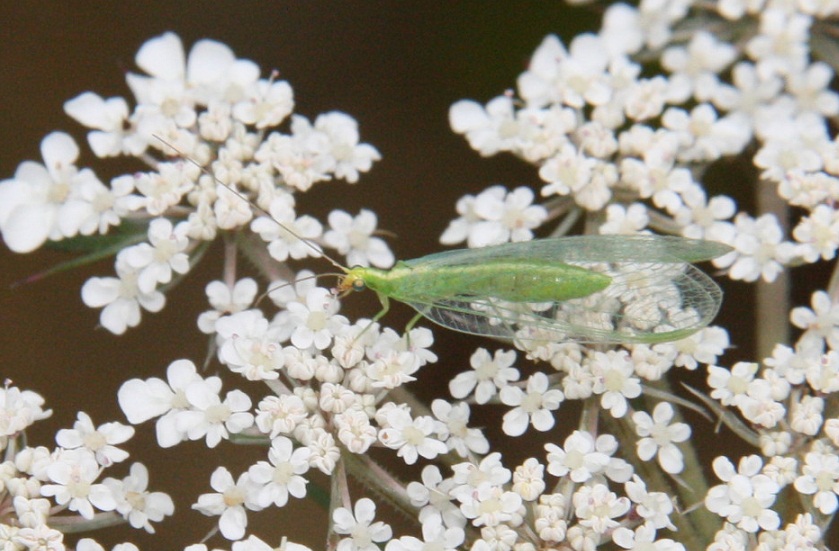 femmina di Chrysoperla sp.