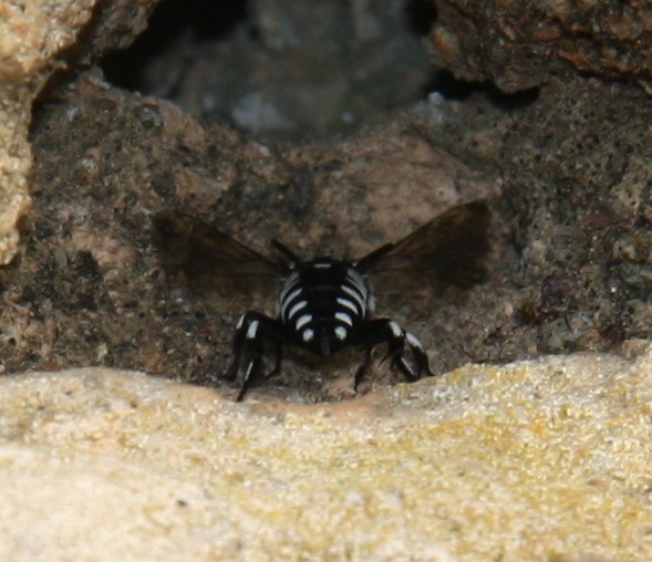 Thyreus sp. (Apidae Anthophoridae) - Francia