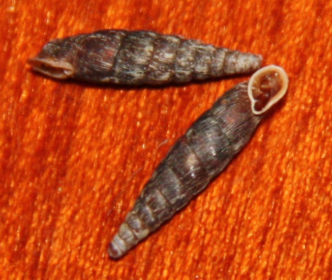 Clausilia bidentata abietina.