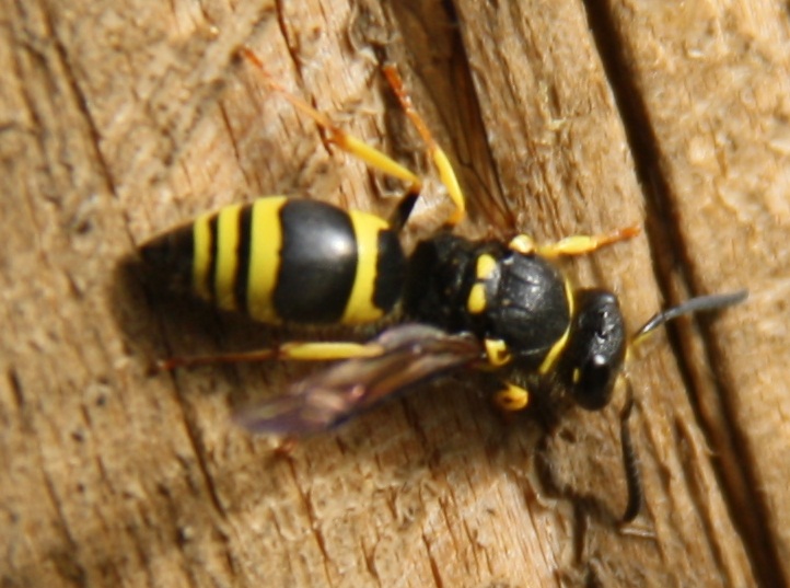 Vespidae Eumeninae: Ancistrocerus sp.? (Francia)