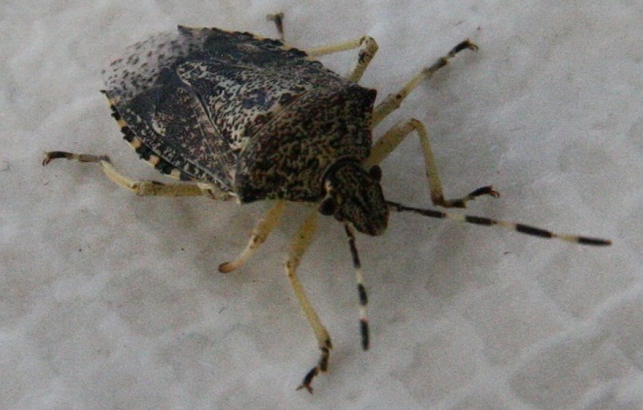 Pentatomidae: Rhaphigaster nebulosa  di Mallorca (Spagna)