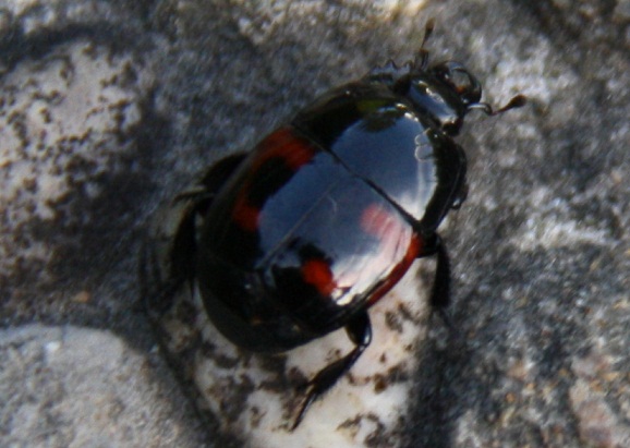 Hister quadrimaculatus (Spagna)