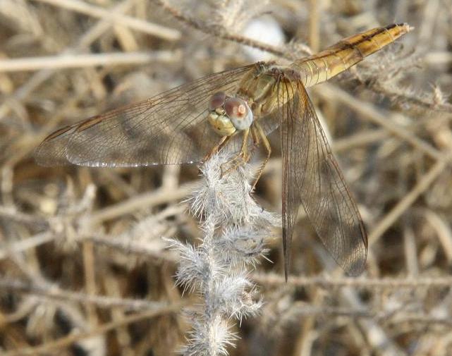 Crocothemis erythraea? - S