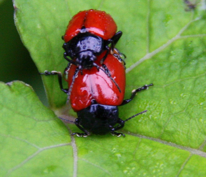Chrysolina lucida