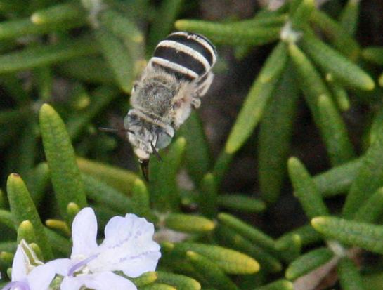 Amegilla sp. (Apidae Anthophorinae) di Francia