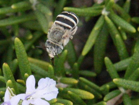 Amegilla sp. (Apidae Anthophorinae) di Francia