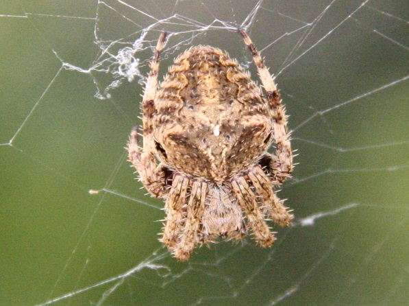 Araneus sp.