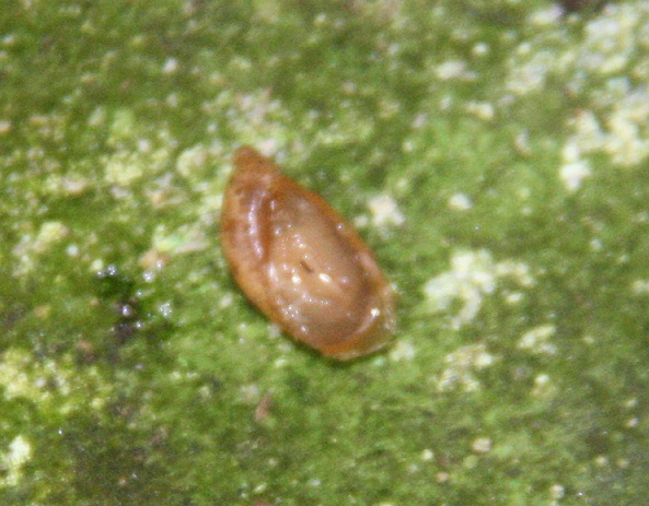 Oxyloma elegans