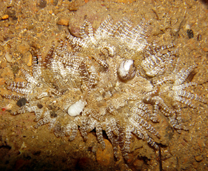 Variante cromatica insolita di Phymanthus pulcher