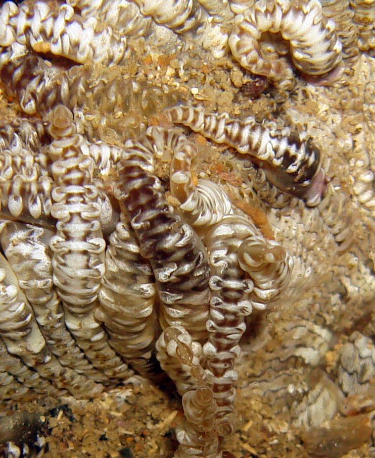 Variante cromatica insolita di Phymanthus pulcher