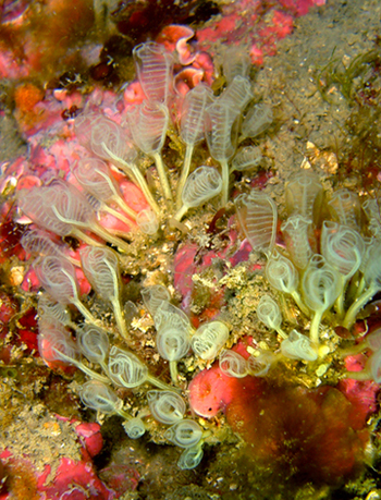 Clavelina nana