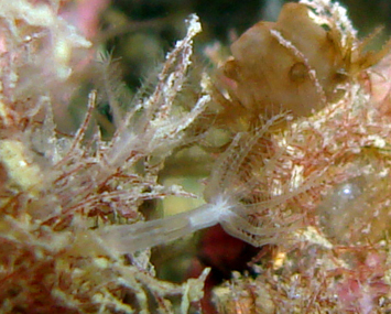 Ottocoralli molli: Cornularia cornucopiae