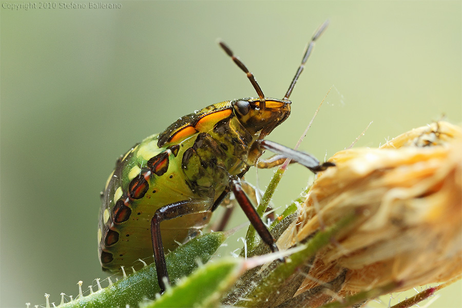Identificazione