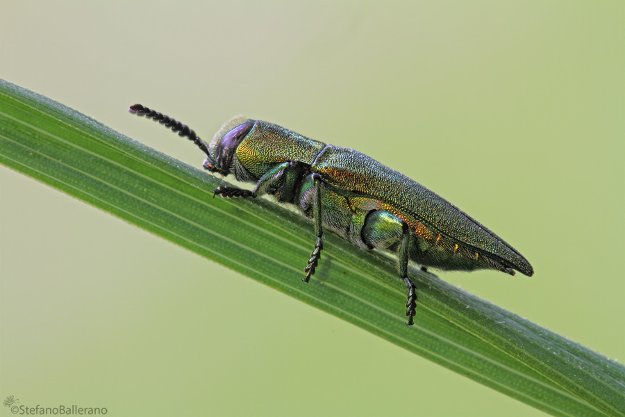 Maschio di Anthaxia hungarica