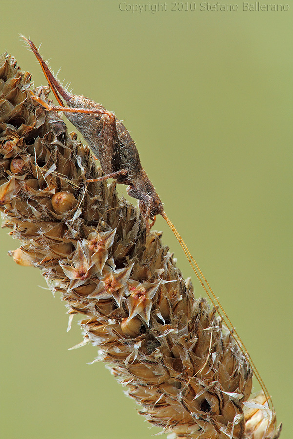 Identificazione strano insetto - Arachnocephalus vestitus