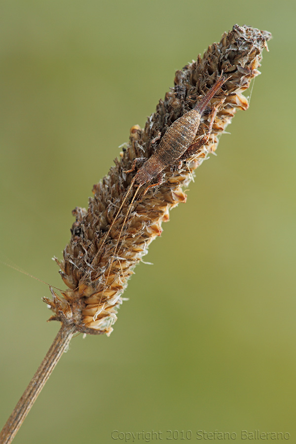 Identificazione strano insetto - Arachnocephalus vestitus