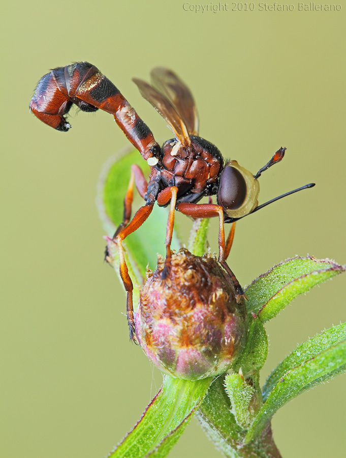 Physocephala vittata