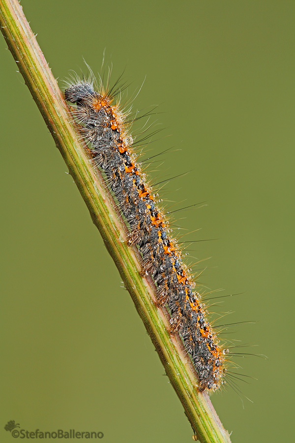 identificazione bruco - Lasiocampa (Lasiocampa) quercus