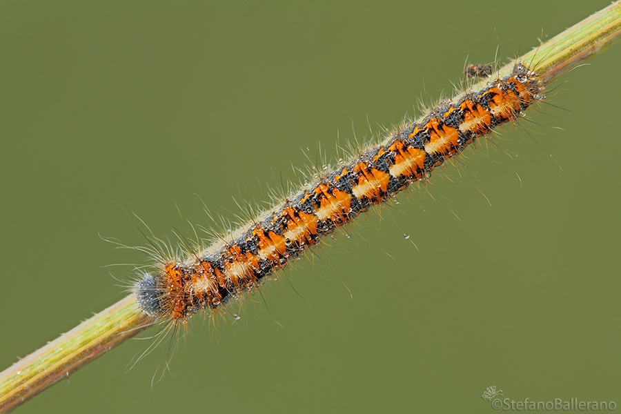 identificazione bruco - Lasiocampa (Lasiocampa) quercus