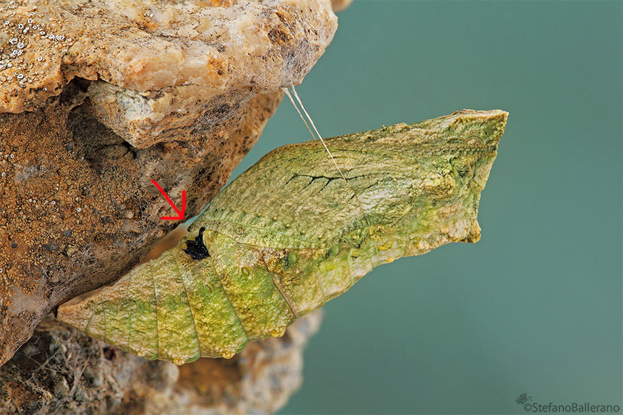 strana macchia su macaone