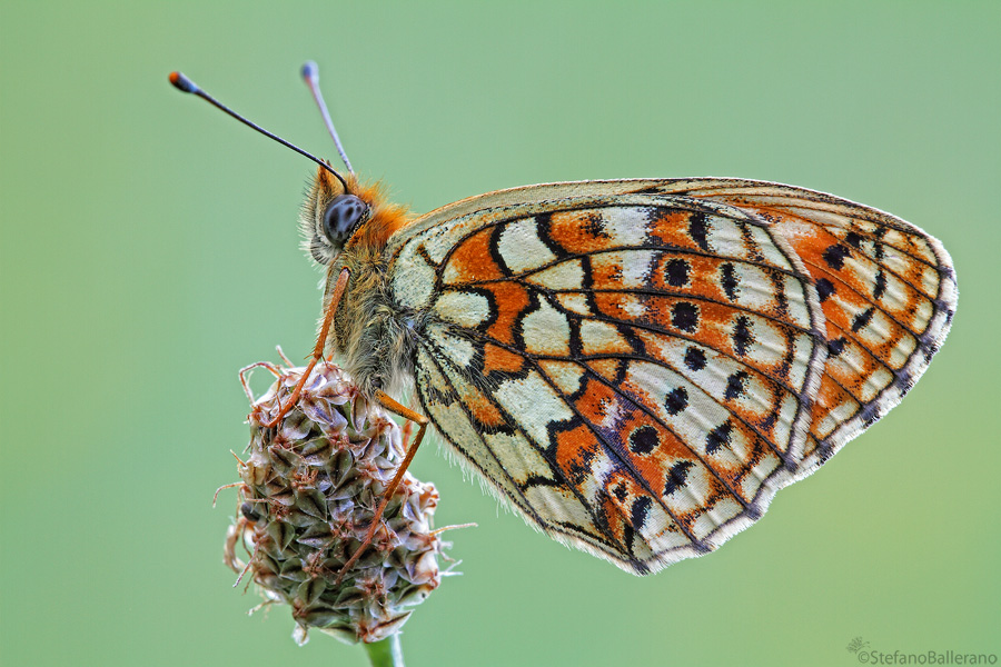 identificazione farfalla - Brenthis hecate