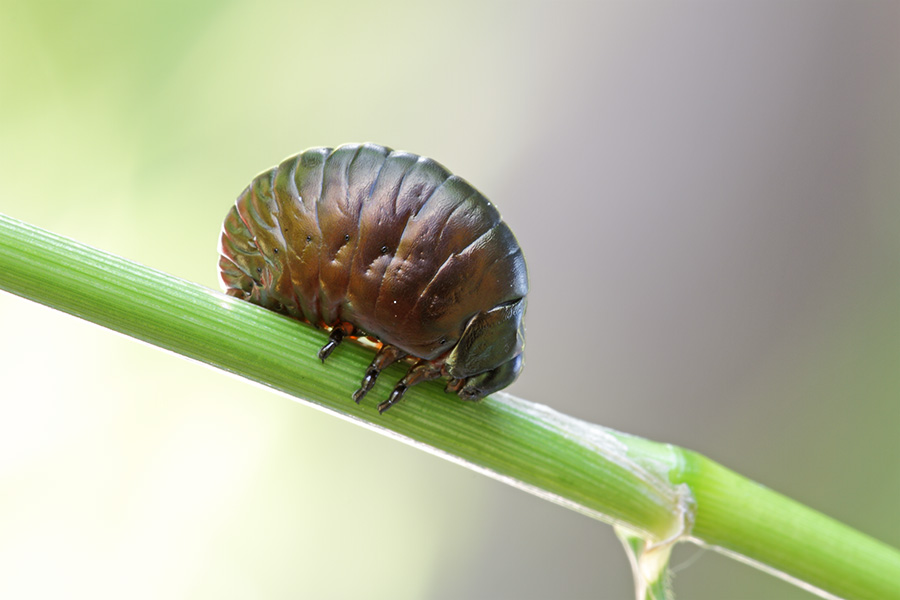 Larva di Timarcha (Chrysomelidae)