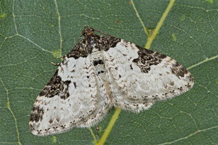 falena da identificare - Xanthorhoe fluctuata