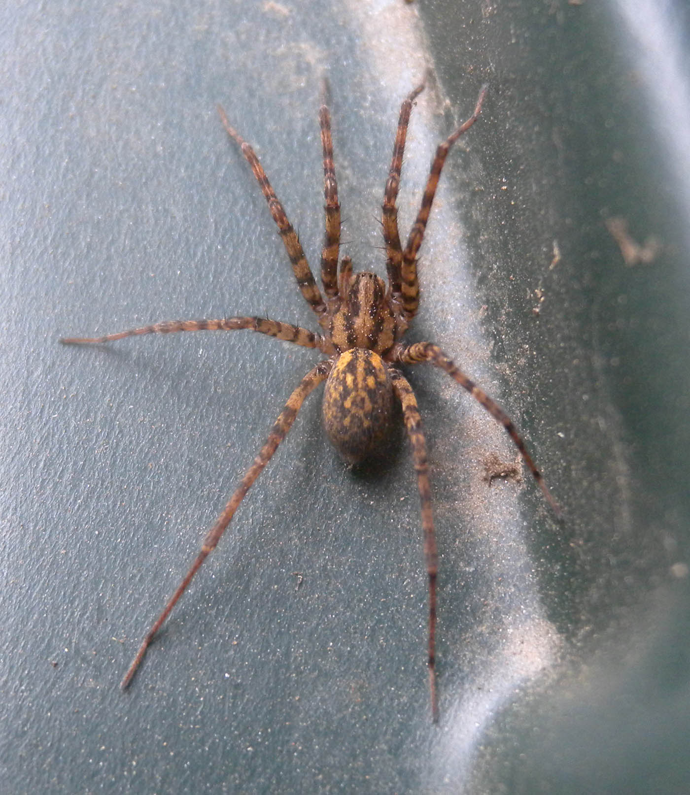 Tegenaria/Malthonica sp.